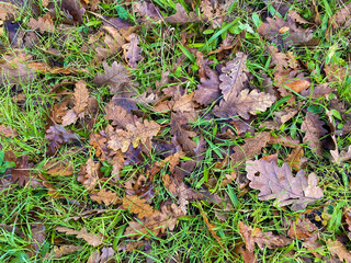 autumn leaves on green grass on the ground, dry fallen leaves on the ground