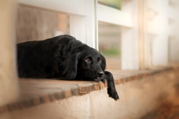 Cute black dog russian spaniel in the city