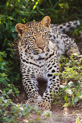 Fototapeta na wymiar Leopard (Panthera pardus) lying in bushes