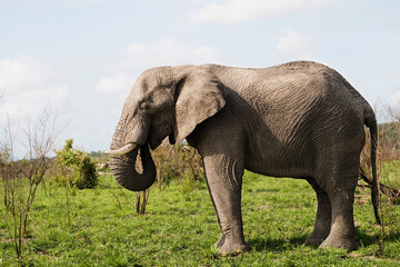 Fototapeta na wymiar Adult African elephant side view