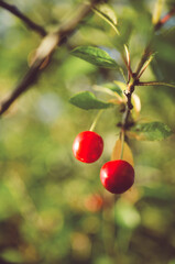 Close up on two cherries hanging from a branch of cherry tree, ripe and vibrant red on green blurred background, shallow depth of field, summer time