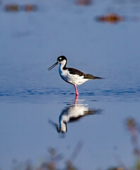 This black and white bird, called a stilt, has bright colored long legs.