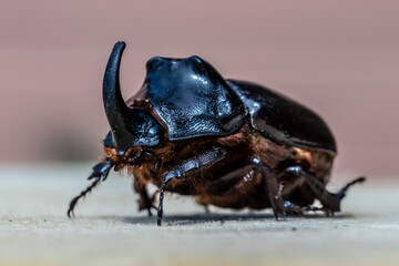 rhinoceros beetle