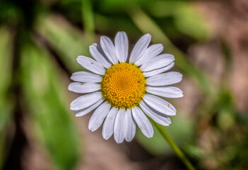 Obraz premium chamomile