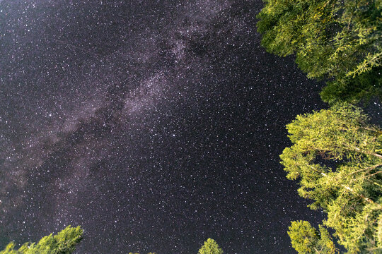 a beautiful night sky, the Milky Way and the trees