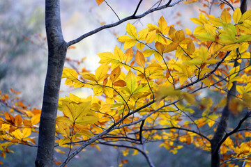 Photo background of autumn trees