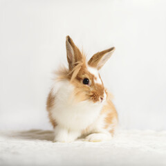 Adorable red rabbit on a white background