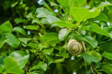 Meadow snail shell, Novi Sad, Serbia