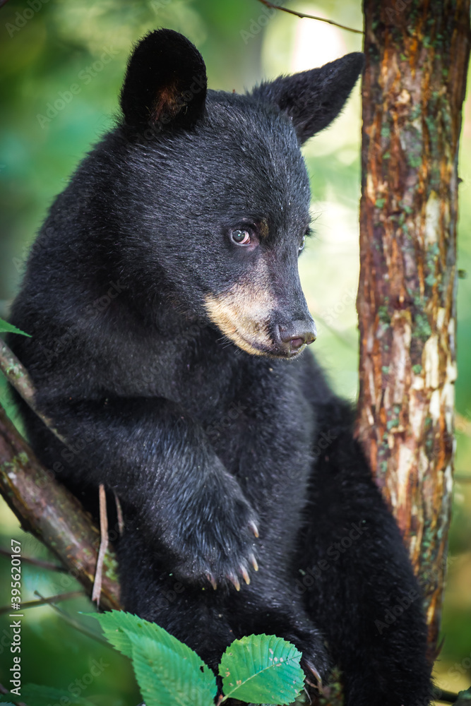 Wall mural Young black bear cub sits in tree, out of danger