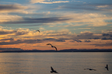 Beautiful sunset sky scenery of Kushiro in Hokkaido, Japan where seagulls fly