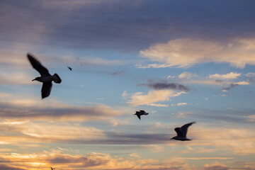 Beautiful sunset sky scenery of Kushiro in Hokkaido, Japan where seagulls fly