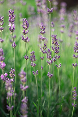 Lavender flowers in the garden. Bright summer background. Lavender
