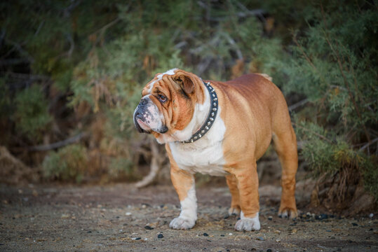 Portrait of beautiful English Bulldog outdoor, selective focus 