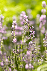 Lavender flowers in the garden. Bright summer background. Lavender