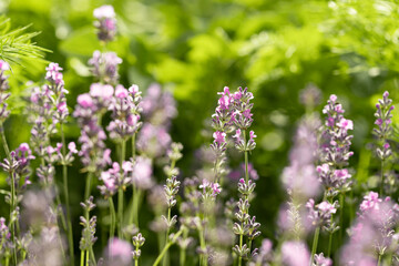 Obraz premium Lavender flowers in the garden. Bright summer background. Lavender