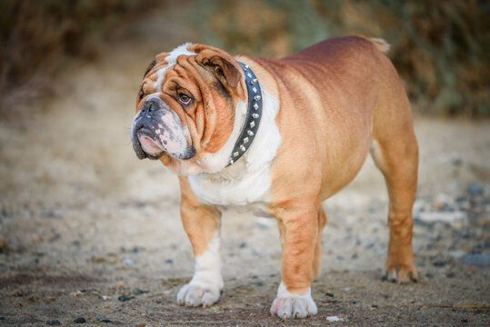 Portrait of beautiful English Bulldog outdoor, selective focus 