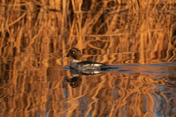 Common Goldeneye Duck Female Swimming in a Pond Surrounded by Fall Colored Reeds