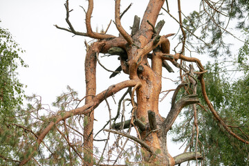 Siberian Pine Tree Forest at the beginning of Autumn. Dry tree close up