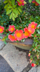 red and yellow flowers
