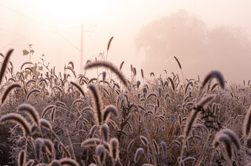 Monochrome photo of morning grass. Morning fog and frost.