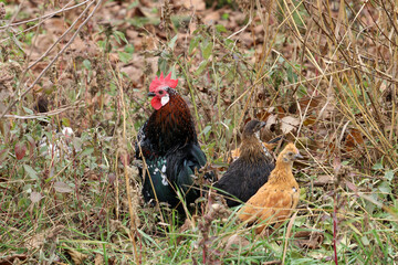 Dwarf breed of chickens. Chickens are hiding in dense grass.