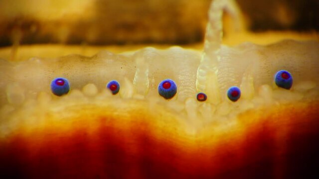 Small blue eyes and tentacles on the mantle of a bivalve mollusk Smooth Scallop (Flexopecten glaber ponticus), Black Sea