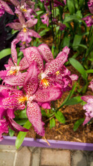purple orchid flower