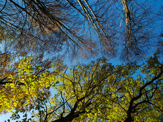 the colors of the autumn forest