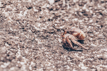 close up of small hermit crabs walking on sand covered volcanic rock in a beach in Costa Rica