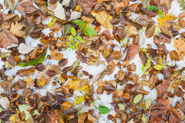Natural background. Fallen autumn leaves in the snow