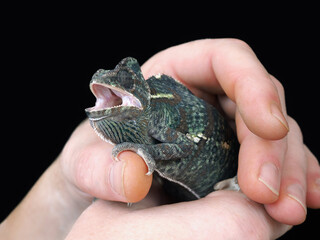 Chameleon in the hand of a man
