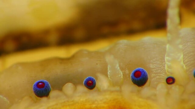 Small blue eyes and tentacles on the mantle of a bivalve mollusk Smooth Scallop (Flexopecten glaber ponticus), Black Sea