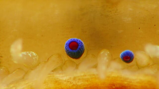 Small blue eyes and tentacles on the mantle of a bivalve mollusk Smooth Scallop (Flexopecten glaber ponticus), Black Sea