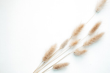 dried flowers and spikelets on a light background. twigs. Flat lay. Top view. copy space. special focus. closeup. 