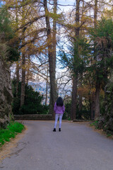 Fototapeta premium arvores ancestrais