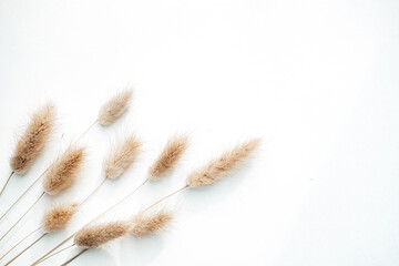 dried flowers and spikelets on a light background. twigs. Flat lay. Top view. copy space. special focus. closeup. 