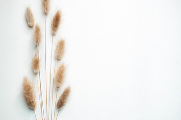dried flowers and spikelets on a light background. twigs. Flat lay. Top view. copy space. special focus. closeup. 