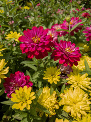Fototapeta premium flowers in the garden