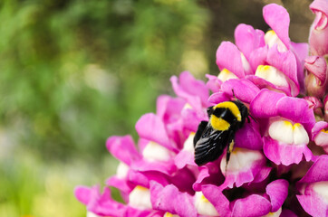 Bumblebee in its natural environment, Novi Sad, Serbia 