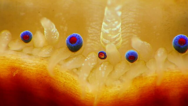 Small blue eyes and tentacles on the mantle of a bivalve mollusk Smooth Scallop (Flexopecten glaber ponticus), Black Sea