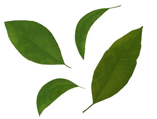 Fototapeta premium green tangerine leaves on white background