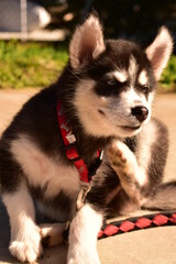 Obraz premium siberian husky puppy