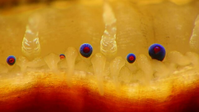 Small blue eyes and tentacles on the mantle of a bivalve mollusk Smooth Scallop (Flexopecten glaber ponticus), Black Sea