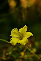 yellow flower
