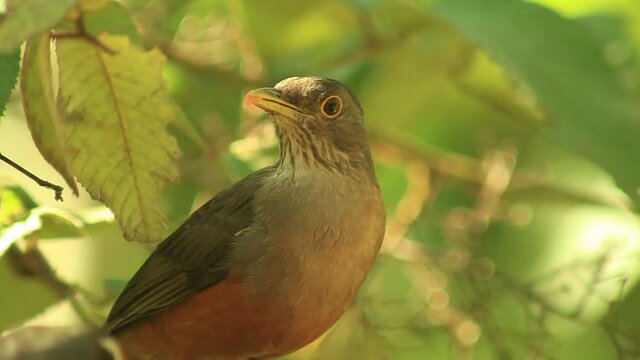 A rufous-bellied thrush eats from a bird feeder in the Brazilian Savanna