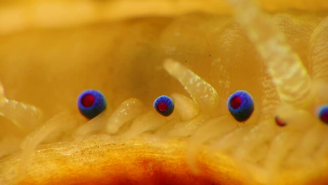 Small blue eyes and tentacles on the mantle of a bivalve mollusk Smooth Scallop (Flexopecten glaber ponticus), Black Sea