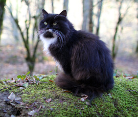 Naklejka na ściany i meble Photo of a beautiful black cat in the autumn