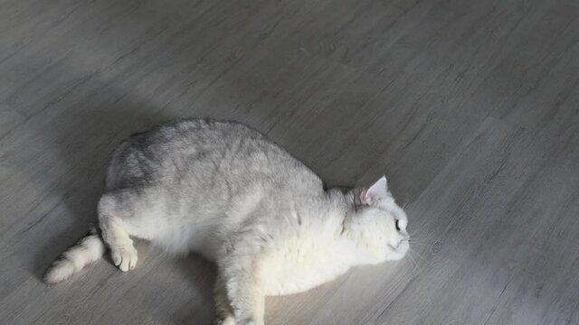 The cat is crazy about valerian. Funny cat fooling around on the floor. Drunk cat rolling on the floor.
