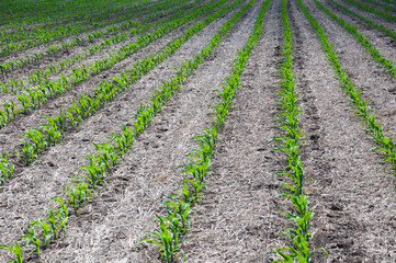 Fototapeta na wymiar rows of corn