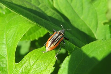 Orange weevil beetle on green leaves in Florida nature, closeup 